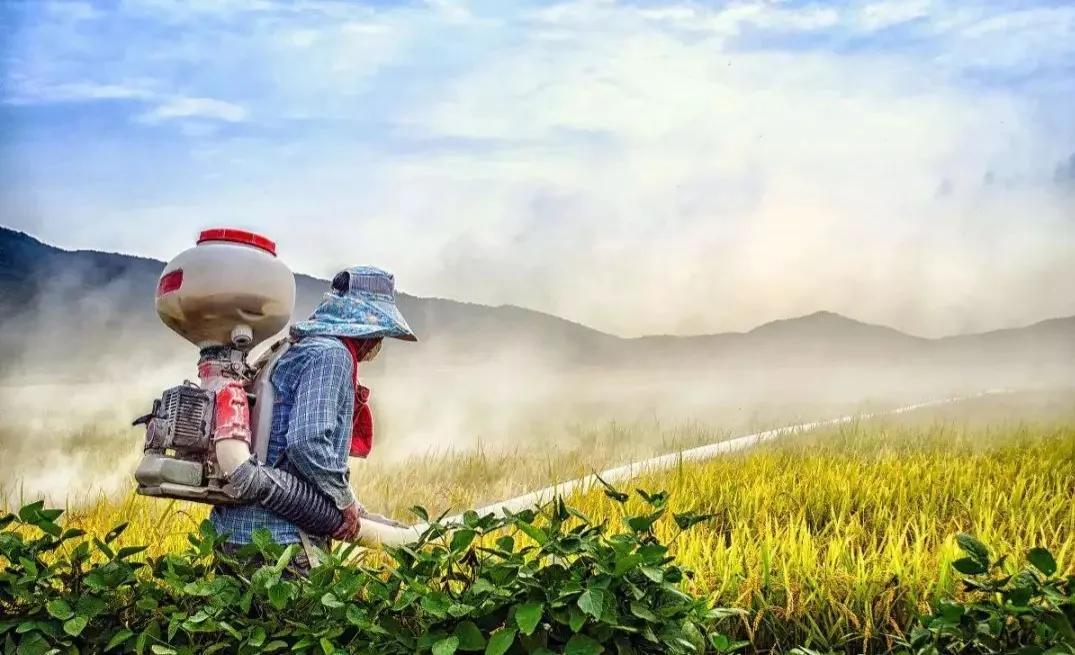 隆平高科股票，投資潛力與市場(chǎng)前景分析，隆平高科股票投資潛力與市場(chǎng)前景深度解析