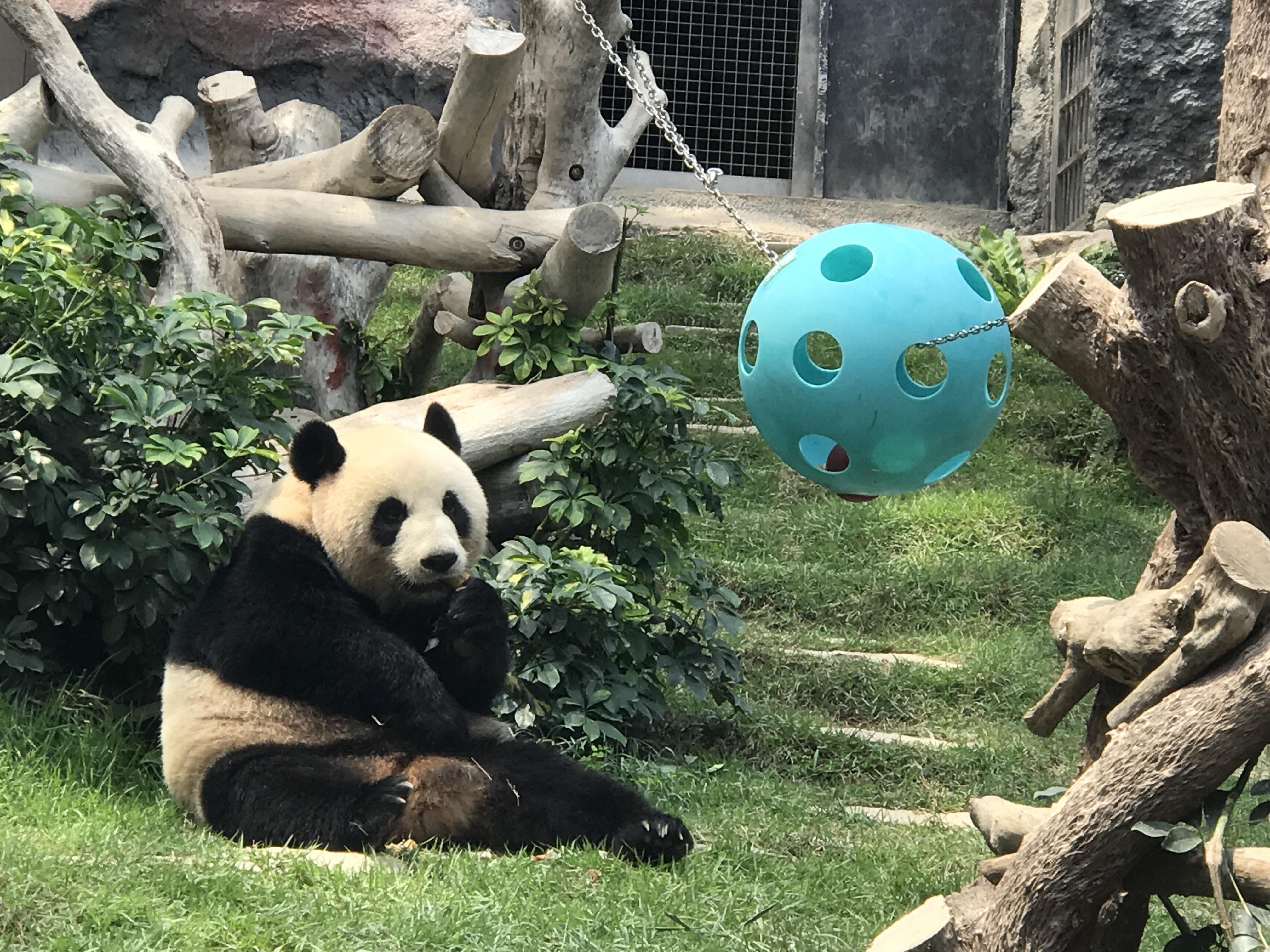 澳門9肖十碼正確圖片——警惕背后的風(fēng)險(xiǎn)與挑戰(zhàn)，澳門9肖十碼圖片背后的風(fēng)險(xiǎn)與挑戰(zhàn)警惕