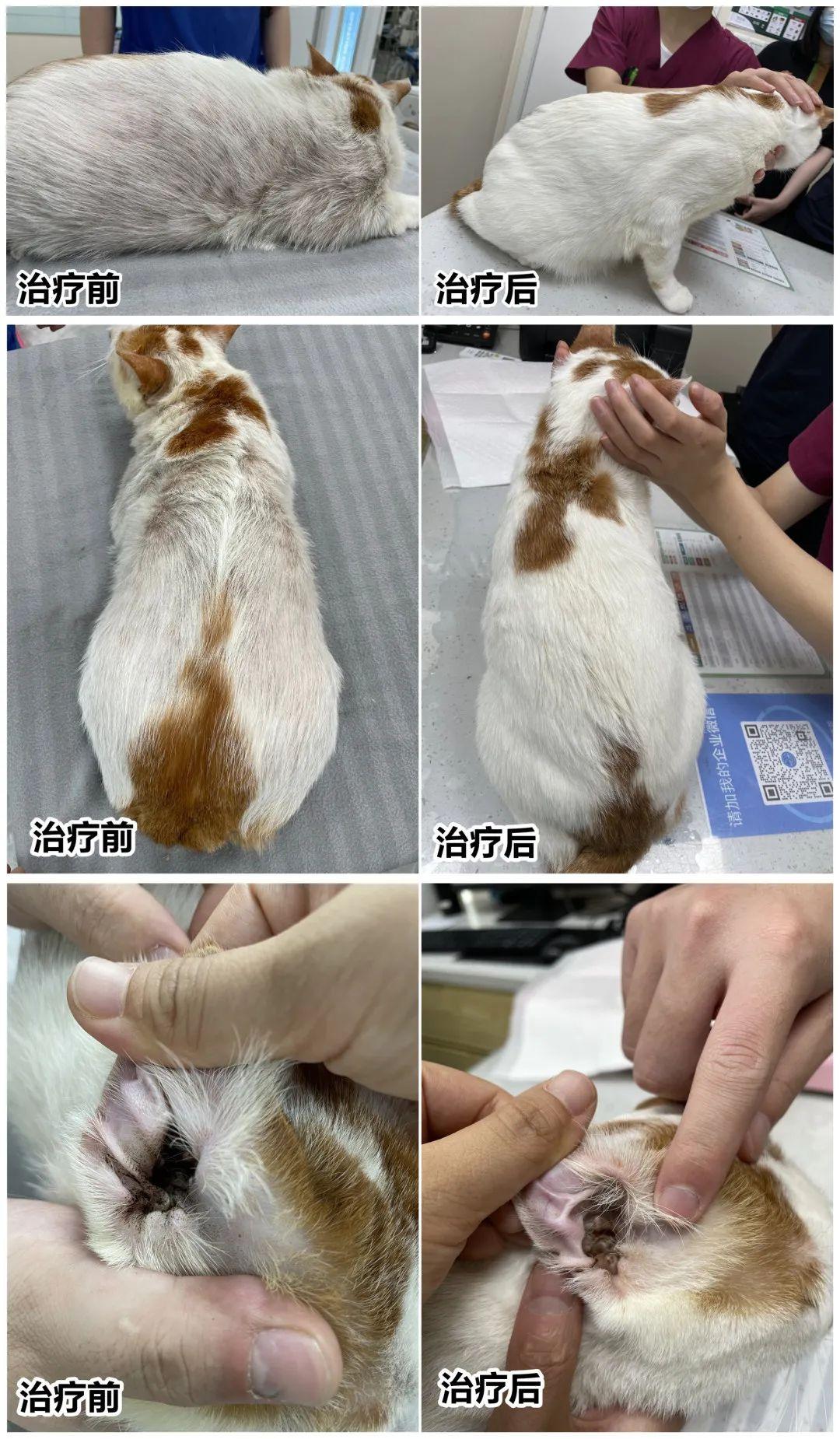 全面解析，100種皮膚病對照表，全面解析，皮膚病對照表手冊，涵蓋百種皮膚疾病