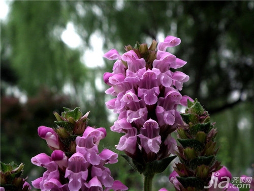 夏枯草的功效與作用，深入了解其藥用價(jià)值，夏枯草的藥用價(jià)值及其功效作用詳解