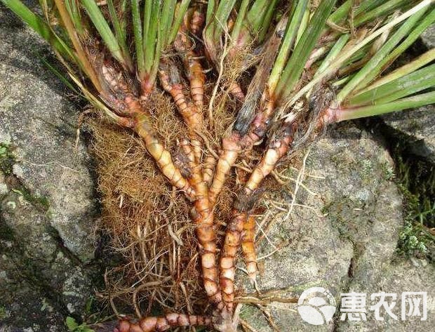 香港 第534頁