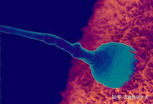 精子射入后多久開始游向卵子，深度解析男性生育機(jī)制，男性生育機(jī)制深度解析，精子射入后多久開始游向卵子？