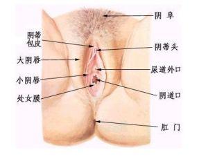 正常陰脣，了解與關(guān)注女性生理健康的重要性，正常陰脣，女性生理健康的重要性與關(guān)注