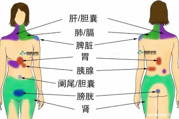 后背疼痛位置圖詳解，癥狀解析與應(yīng)對(duì)之道，后背疼痛詳解，位置、癥狀與應(yīng)對(duì)之道