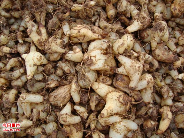 白芨的功效與作用，深入了解傳統(tǒng)中藥材的神奇效果，白芨的神奇功效與作用，探索傳統(tǒng)中藥材的深層療效