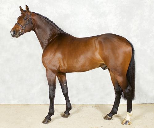 第七馬資料大全——全方位了解賽馬世界的窗口，第七馬資料大全，全方位探索賽馬世界的指南