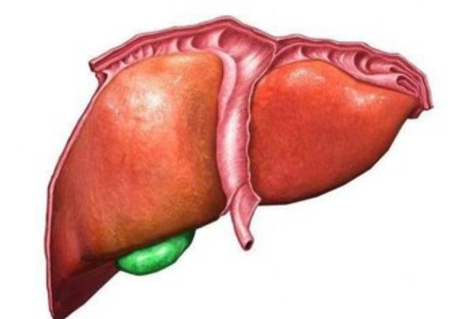 肝臟不好的早期癥狀及其重要性，了解、預防與應對措施，肝臟健康預警，早期癥狀、預防與應對措施的重要性