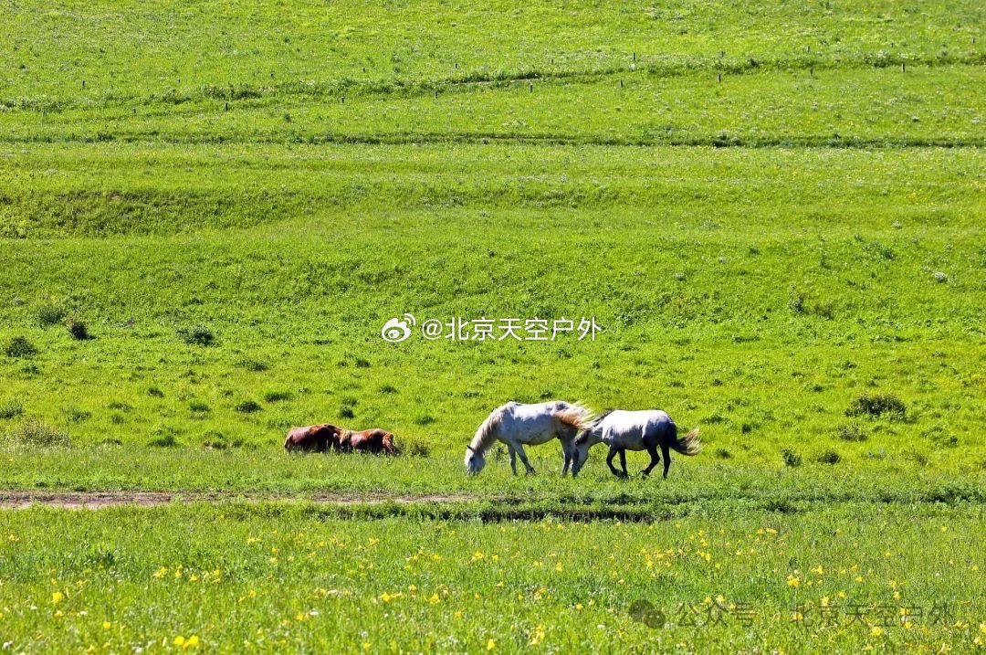 三個壩上草原哪個最美——深度探索草原之美，探索草原之美，哪個壩上草原最為迷人？