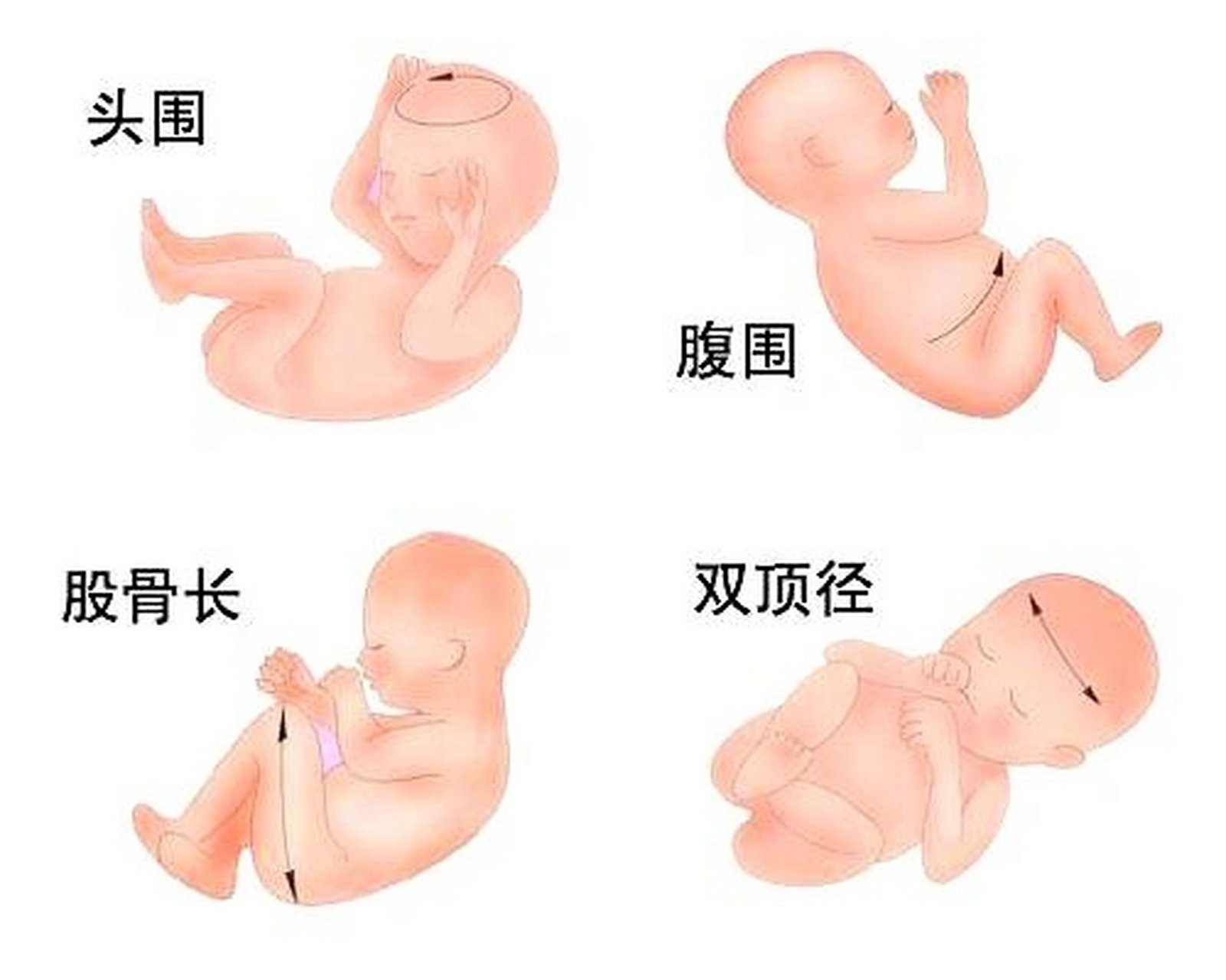 雙頂徑和股骨長標(biāo)準(zhǔn)圖，孕期胎兒生長指標(biāo)解析，孕期胎兒生長指標(biāo)解析，雙頂徑和股骨長標(biāo)準(zhǔn)圖介紹