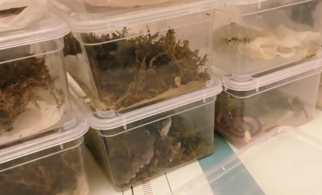 百蛇圖的奧秘與魅力，探尋千年古老的神秘圖騰，千年古老神秘圖騰，百蛇圖的奧秘與魅力探尋