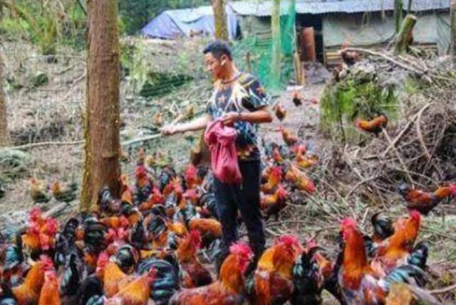 娛樂圈公認的雞，現(xiàn)象解讀與深度探討，娛樂圈公認雞現(xiàn)象深度解讀與探討