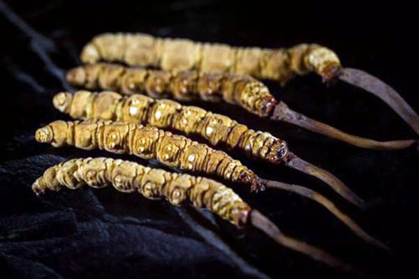 蟲草的功效與作用及食用方法，全面解析蟲草的營(yíng)養(yǎng)與健康價(jià)值，蟲草的營(yíng)養(yǎng)價(jià)值與健康功效，全面解析功效、作用及食用方法