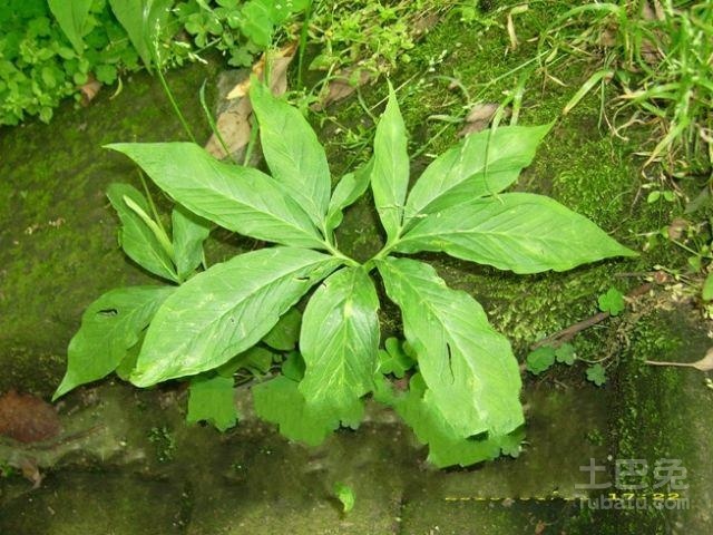 姜半夏的功效與作用，深入解析其藥用價(jià)值與健康益處，姜半夏的藥用價(jià)值與健康益處深度解析