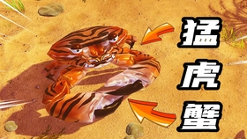 王中王一肖平特一，探尋背后的故事與奧秘，探尋王中王一肖平特一背后的故事與奧秘