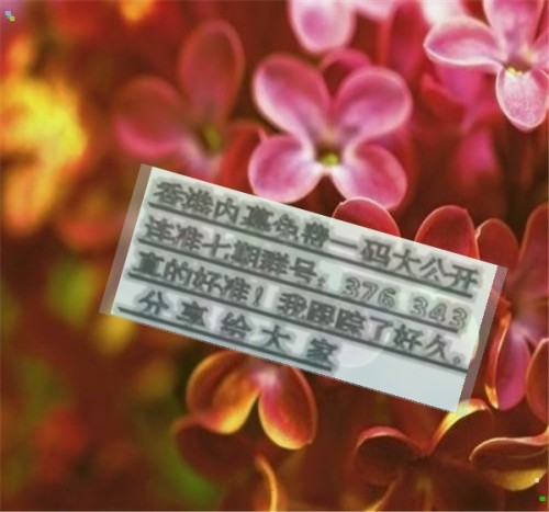 揭秘王中王四肖必中一肖的秘密策略，揭秘王中王四肖必中一肖的精準策略秘籍