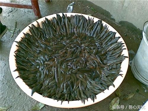 水蛭的功效與作用，深入了解藥用價(jià)值，水蛭的藥用價(jià)值，功效與作用詳解