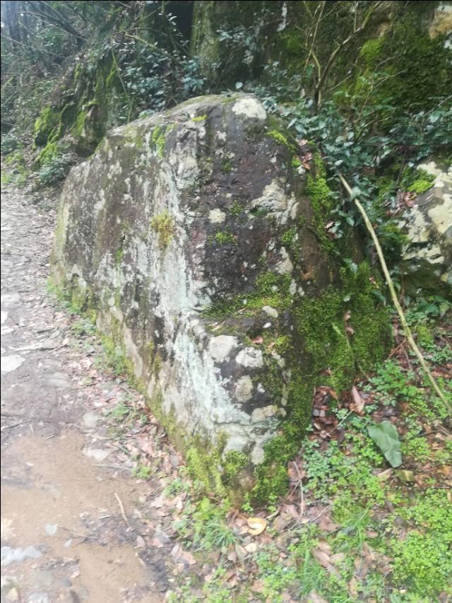 揭秘正版四不像劉伯溫一肖中的奧秘，揭秘劉伯溫正版四不像生肖預(yù)測(cè)之謎