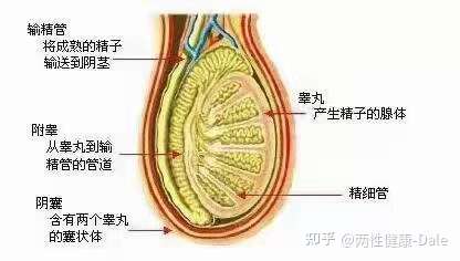 三十歲后睪丸酮水平變化對身體的影響——關于男性身體變化的研究，三十歲后睪丸酮水平變化對男性身體的影響研究