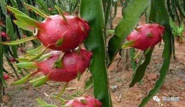 紅心火龍果的功效與作用，揭示其健康益處與營養(yǎng)價值，紅心火龍果，健康益處、營養(yǎng)價值一覽