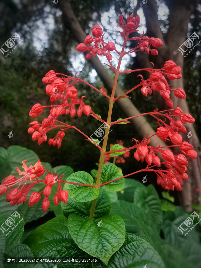 42088狀元紅精準(zhǔn)資料大全——全方位解讀狀元紅的秘密，狀元紅全方位解讀，揭秘狀元紅精準(zhǔn)資料大全