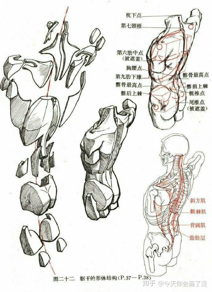 人體骨骼結(jié)構(gòu)圖，深入了解我們的骨骼系統(tǒng)，人體骨骼結(jié)構(gòu)圖，探索骨骼系統(tǒng)的奧秘