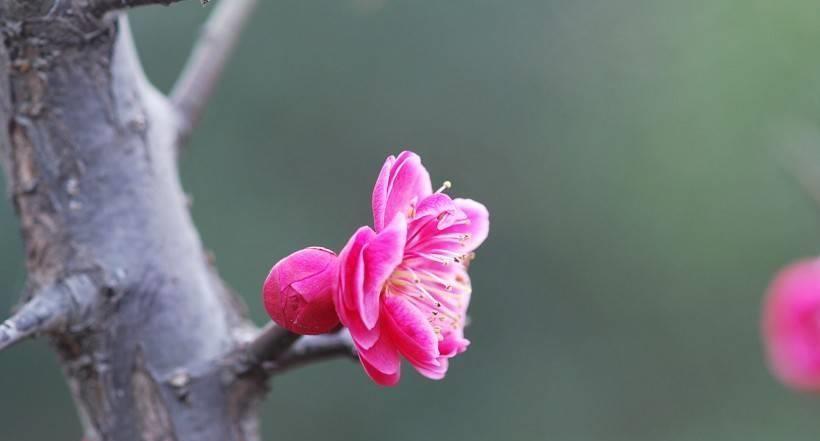 一肖是啥意思——深度解析生肖文化中的神秘符號，一肖的含義揭秘，深度解讀生肖文化中的神秘符號