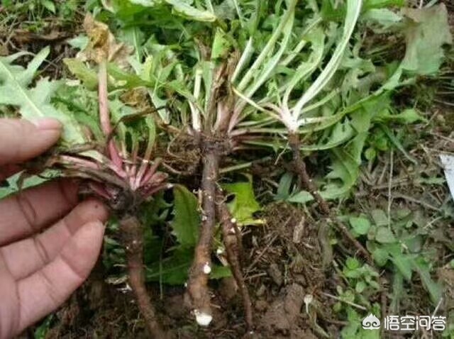 蒲公英根的功效與作用，蒲公英根的神奇功效與作用