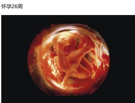 懷孕全過程解析，如何順利迎接新生命的誕生，懷孕全過程詳解，迎接新生命的順利誕生指南