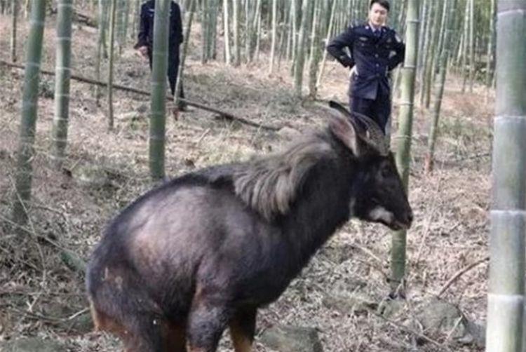 家婆王中王一肖四不像的獨(dú)特魅力與奧秘探尋，家婆王中王一肖四不像的魅力探尋與奧秘揭秘