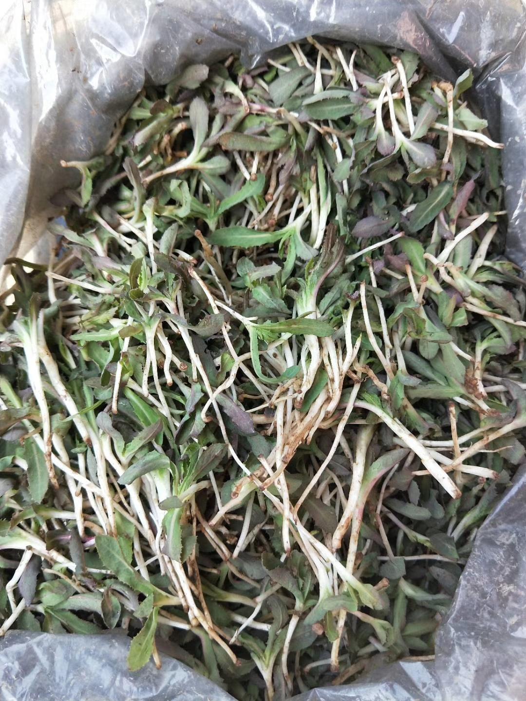 抗癌第一的野菜——探索野菜中的健康守護者，野菜中的健康守護者，抗癌第一野菜探索