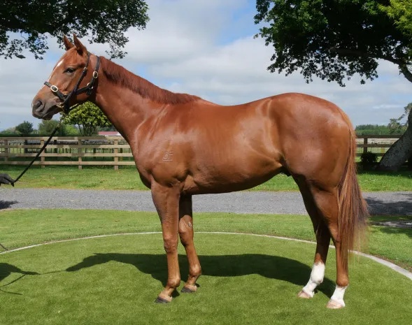 澳門特馬四不像，探索與預(yù)測到2025年，澳門特馬四不像，至2025年的探索與預(yù)測