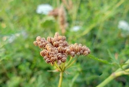蛇床子的功效與作用，深入了解傳統(tǒng)藥材的神奇療效，蛇床子的神奇療效，傳統(tǒng)藥材的深入探究與功效解析