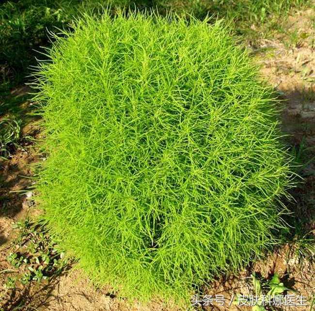 地膚子的功效與作用，揭示古老草本植物的神奇療效，地膚子的神奇療效，古老草本植物的功效與作用揭秘