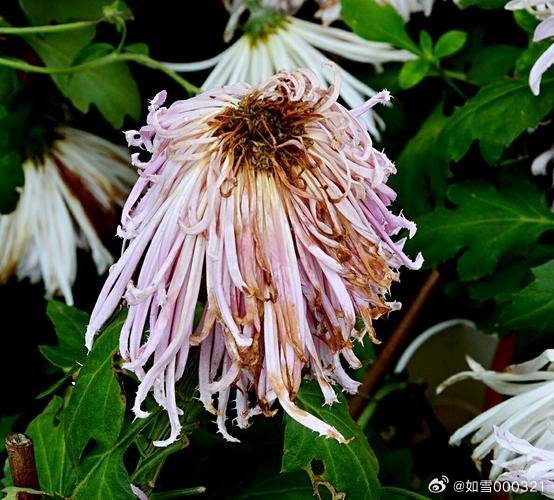 答錯一題，菊花放一支筆——背后的故事與挑戰(zhàn)，答錯一題，菊花放一支筆——背后的挑戰(zhàn)與故事揭秘
