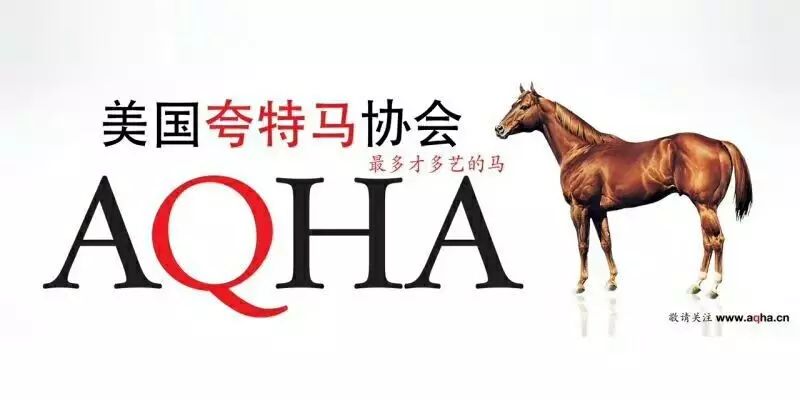 特馬王中王肖一馬，深度解析與SEO優(yōu)化策略，特馬王中王肖一馬深度解析及SEO優(yōu)化策略指南