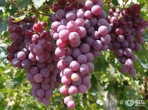王中王葡萄新平特一肖