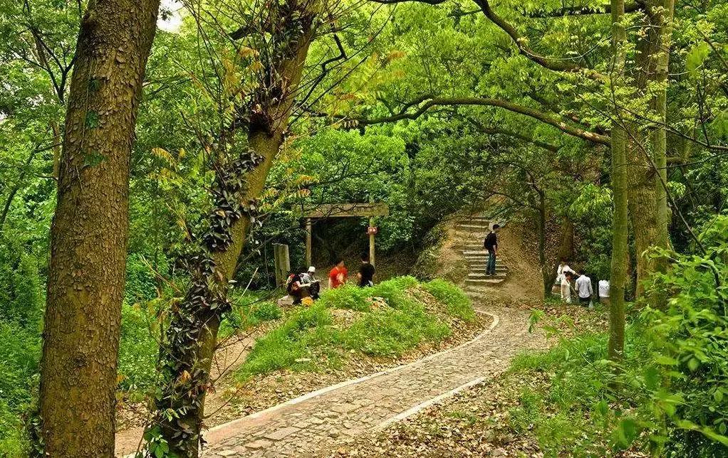 王中王115期指一生肖，深度解析與預(yù)測，王中王115期生肖深度解析與預(yù)測，揭秘一生肖的神秘面紗
