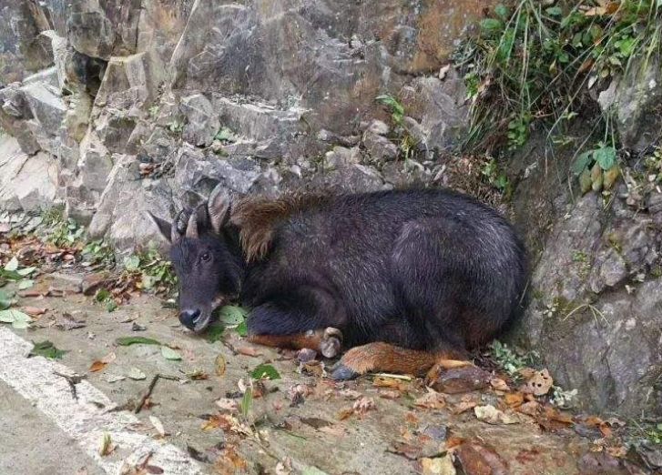 王中王一肖四不像精準(zhǔn)，深度解析與探索，王中王一肖四不像精準(zhǔn)深度解析與探索揭秘