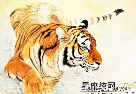 虎頭王中王