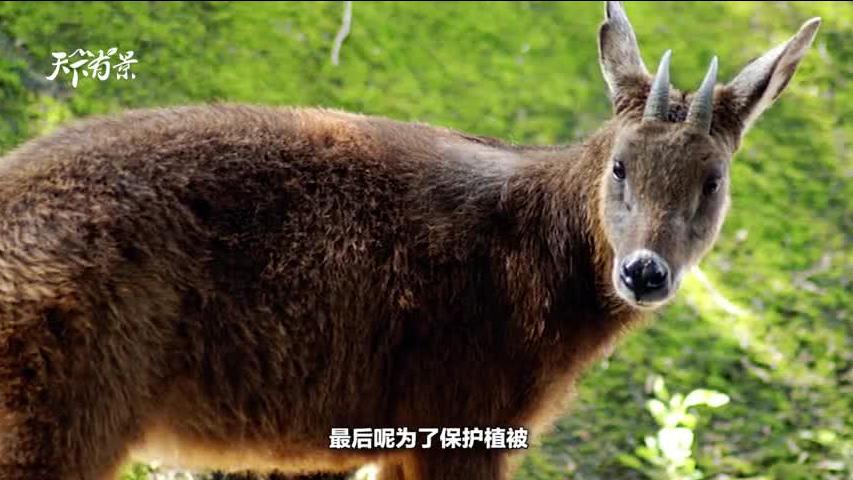 新澳2025今晚開獎(jiǎng)資料解析——四不像也值得關(guān)注，新澳2025今晚開獎(jiǎng)資料深度解析，四不像號碼同樣值得關(guān)注