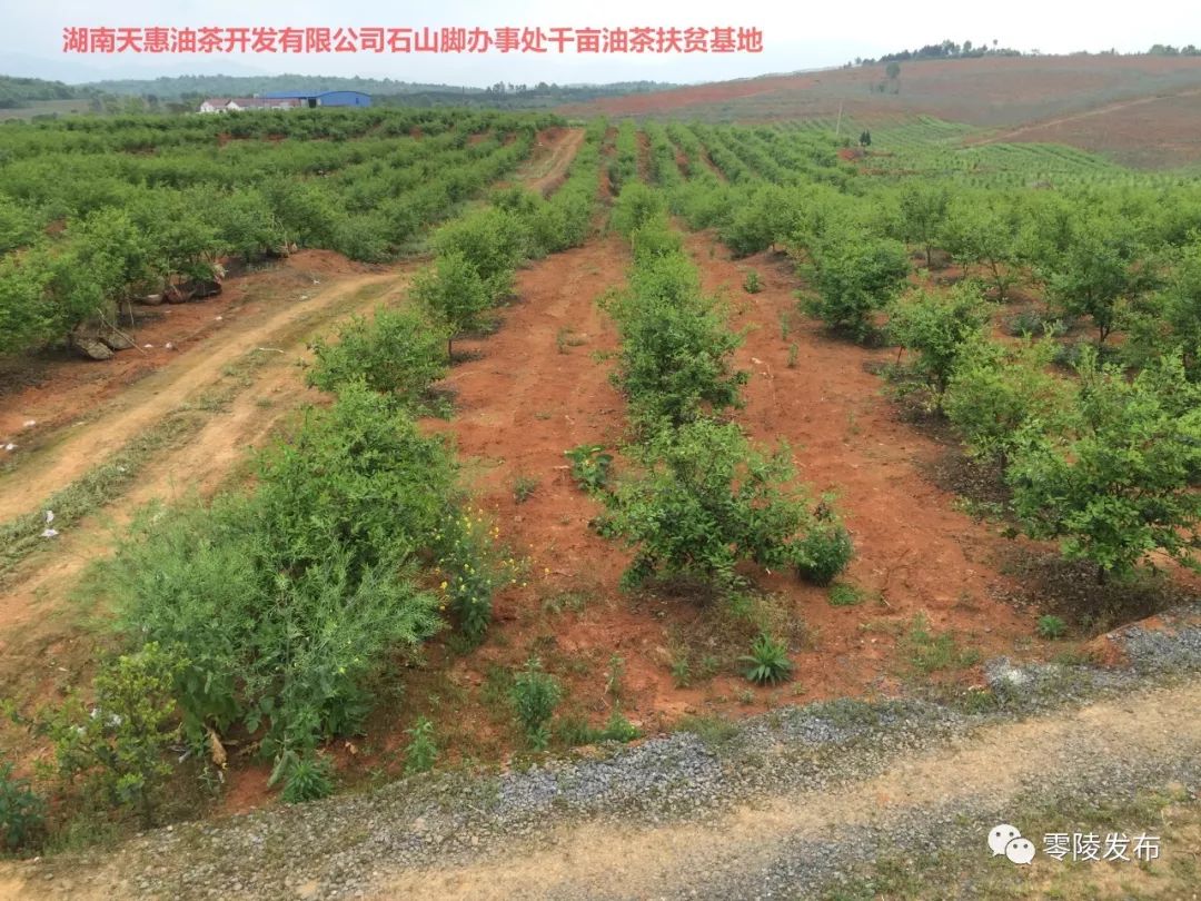 黃州區(qū)農(nóng)業(yè)農(nóng)村局最新新聞，黃州區(qū)農(nóng)業(yè)農(nóng)村局最新動(dòng)態(tài)報(bào)道