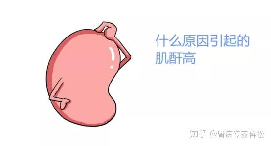 肌酐高是什么原因？——深入解析肌酐升高的原因及應(yīng)對(duì)措施，肌酐高原因解析與應(yīng)對(duì)措施探討