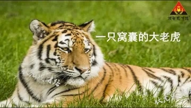王中王079期指一生肖，深度解讀與SEO優(yōu)化策略，王中王079期生肖深度解讀與SEO優(yōu)化策略全解析
